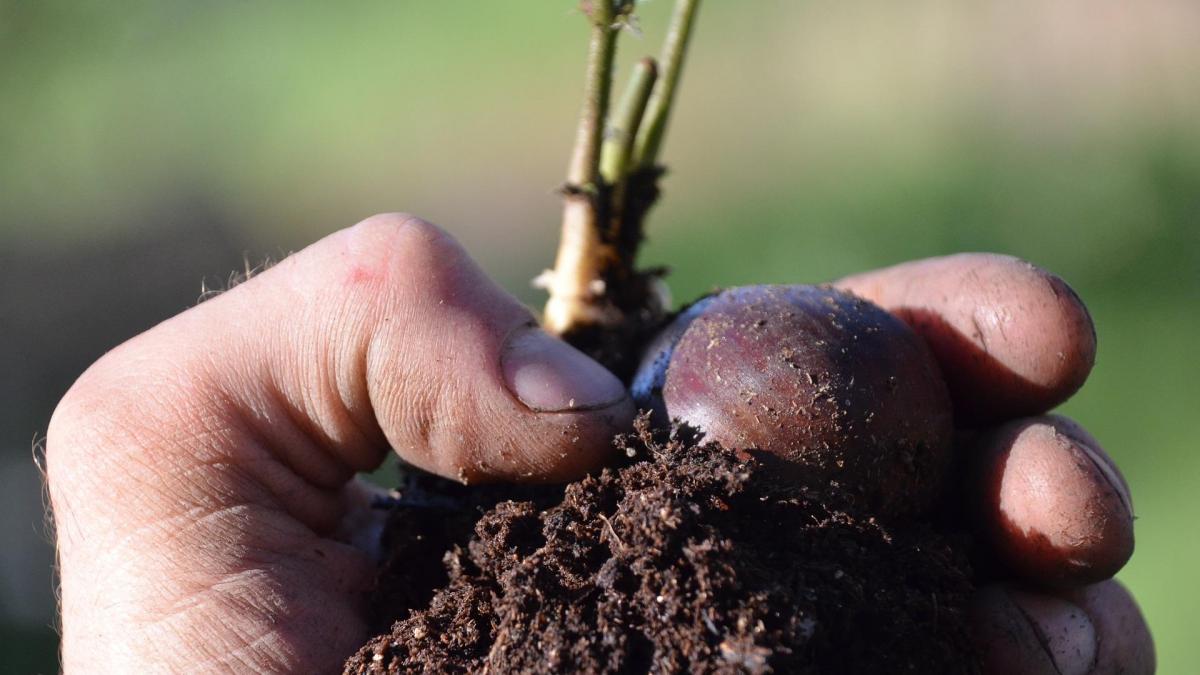 Chestnut seedling g067f878ee 1920