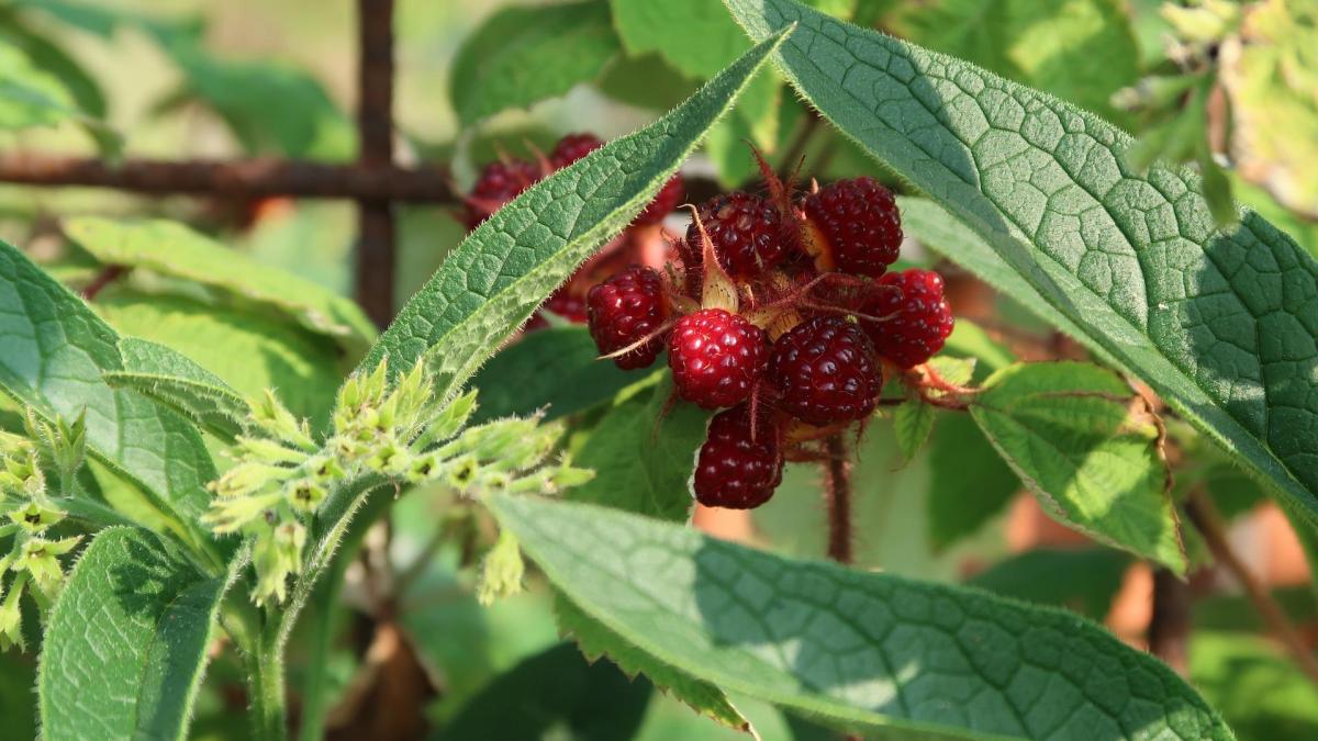 Garden g9f09bb344 1920