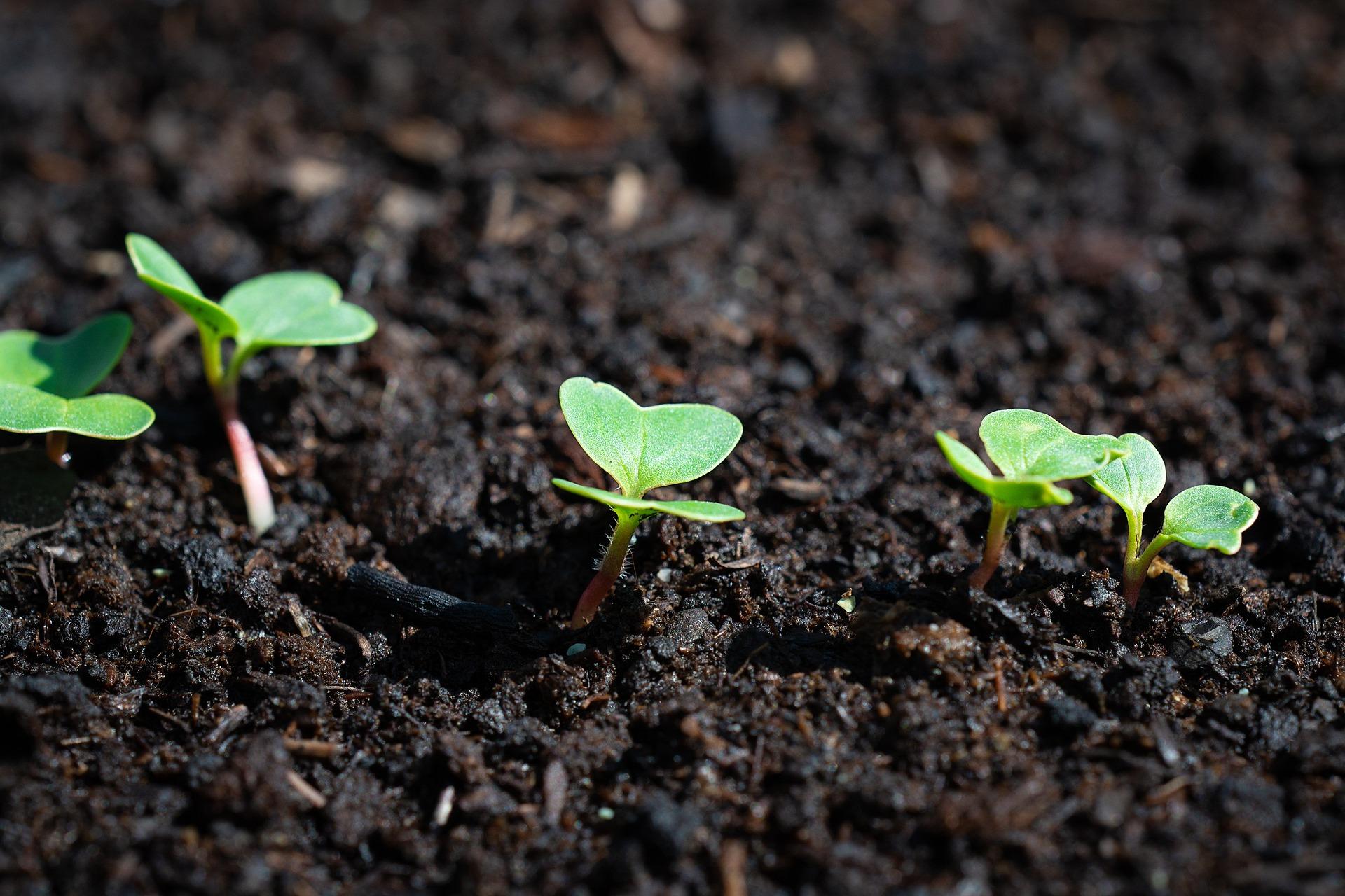 Radish g14c1d1cc3 1920