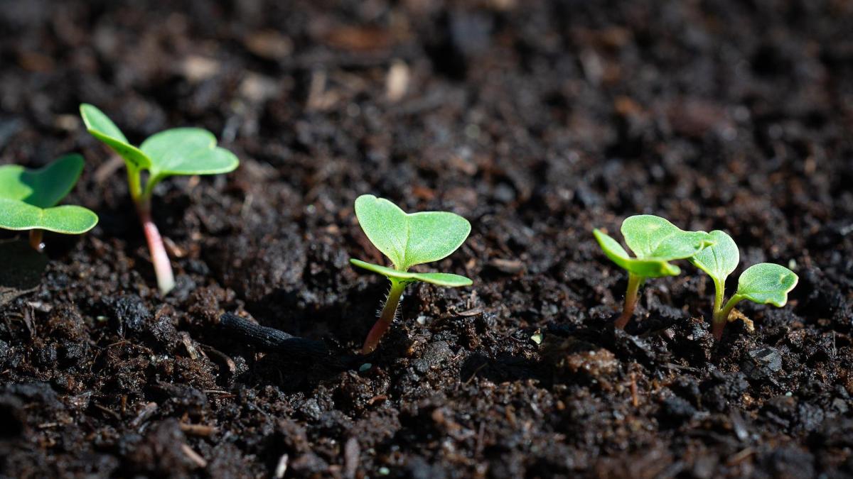 Radish g14c1d1cc3 1920